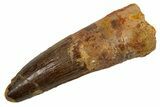 Fossil Spinosaurus Tooth - Real Dinosaur Tooth #324820-1